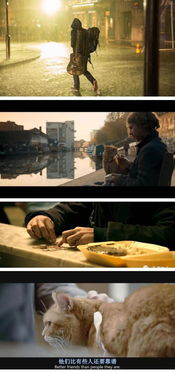 失而复得：11年后猫归旧宅，主人泪崩见证奇迹