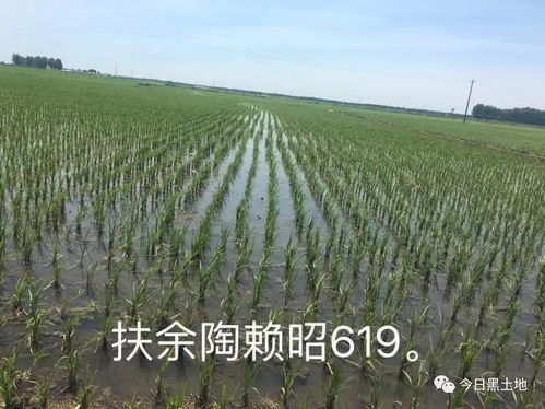 稻姬传奇再续：天穗种田新篇章，耕作智慧新高度