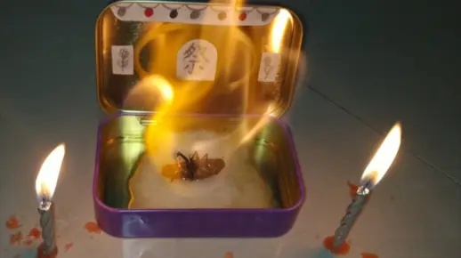 昆虫告别仪式：蟑蚊遗容诵经祭奠新生命