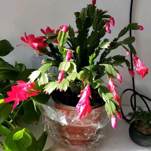 夜兰技能解析+装备攻略：解锁元素之力，打造最强阵容