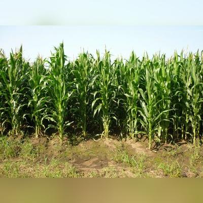 《羊了个羊》通关秘籍：1月19日挑战攻略大揭秘！新技巧助你轻松闯关