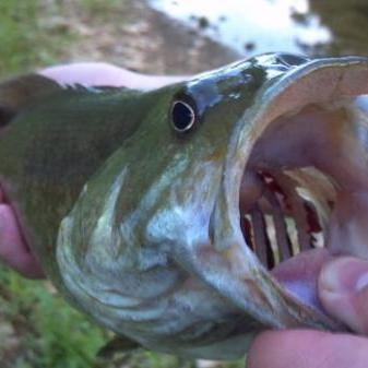 捕捉闪光野蛮鲈鱼攻略：揭秘高效捕获新技巧