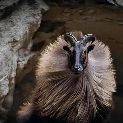 羊蹄山之魂远程武器盘点：全面解析神秘新装备