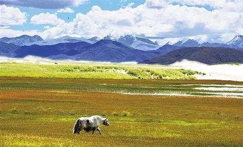 羊蹄草原-鸦源藏全攻略：羊蹄山之魂通关秘籍大揭秘