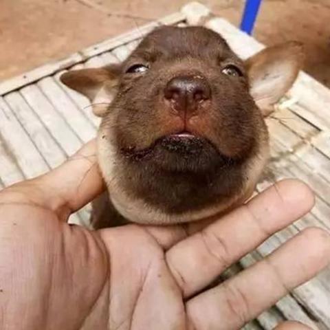 蜜蜂危机紧急避！《狗狗逃生大挑战》