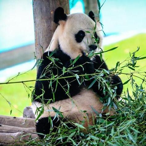 北海狮横行无人岛，渔业损失惨重揭秘新危机