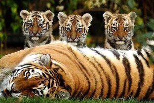 罕见“六虎同框”产五崽，中国首次见证自然奇观！