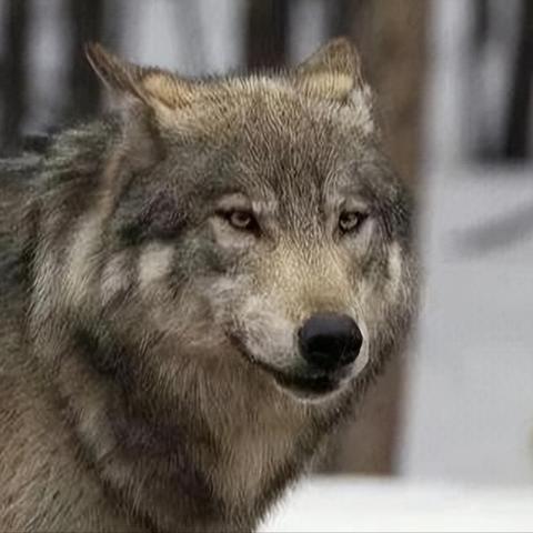 《饿狼传说群狼之城》MOD安装攻略：轻松上手，体验全新游戏魅力