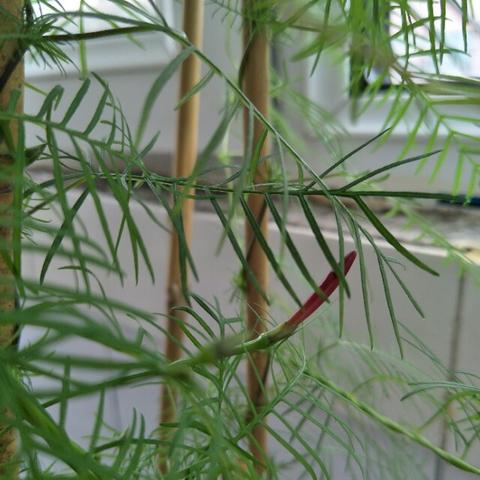 《绝区零》养成攻略解析：深度前瞻与抽取技巧揭秘