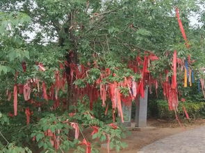 许愿树为何总是辜负你的期待？揭秘2025年玩家必学的愿望优化术