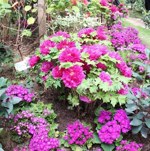 宝华月季：过年新篇，传承二舅匠心独运之美