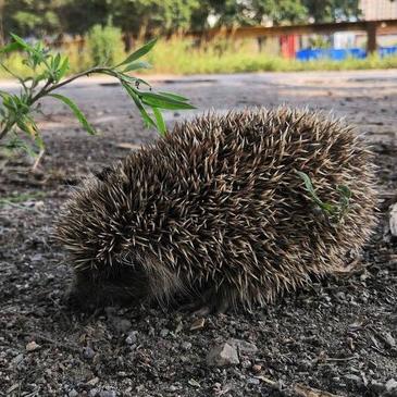 2050年终结野猫：新西兰清零计划启动，守护生态新篇章