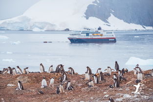 南极奇观：企鹅粪便遍布，探寻臭气背后的生态奥秘