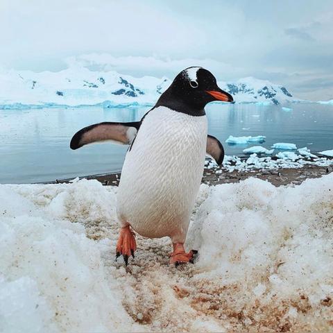 南极奇观：企鹅粪便遍布，臭气弥漫之旅揭秘