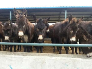 长城新平台“归元”命名揭晓：驴火第四名败北引关注