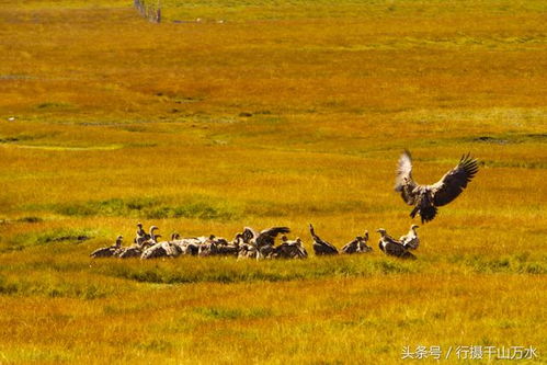秃鹫玩法深度解析：掌握《鹅鸭杀手游》制胜技巧
