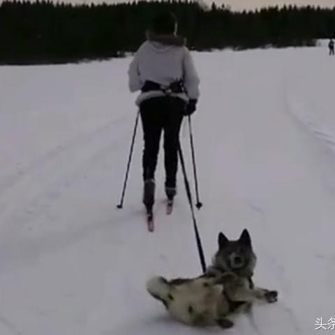 拴脖滑雪新潮流，个人癖好引关注