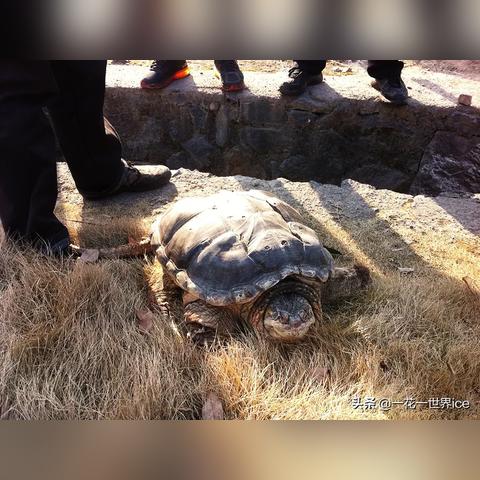 食鸟鸭攻略揭秘：高效杀手技巧全解析