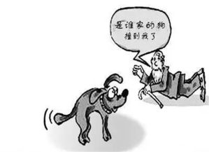 紧急救治！宠物鸭病重，主人雾化护理全力挽救新希望