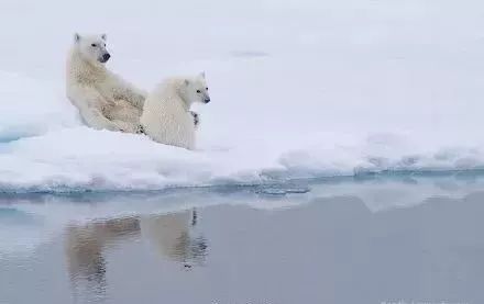 2026预言奇观：北极熊揭示未来热门笑料新趋势