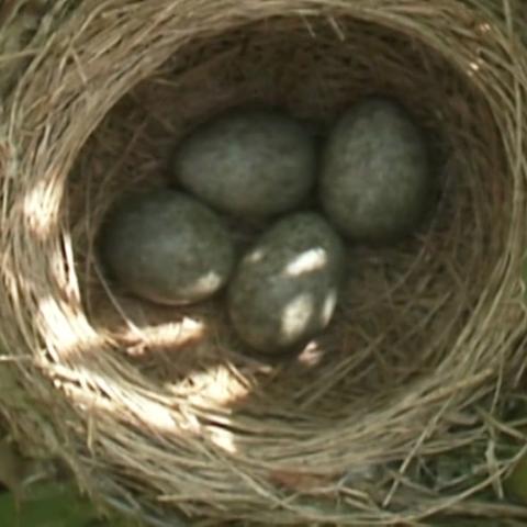 布谷鸟攻略：解锁《鹅鸭杀手游》独特玩法技巧