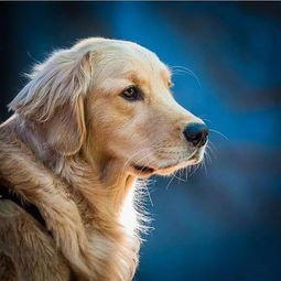 爱犬被咬悲剧催泪，大表姐忍痛送走7年忠诚伙伴