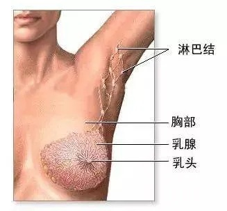 聚焦胸部的目光，解锁长寿秘诀的趣味探索