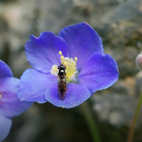 冒险点点，为何2026年玩家疯狂点击隐藏秘境？揭秘巅峰技巧！