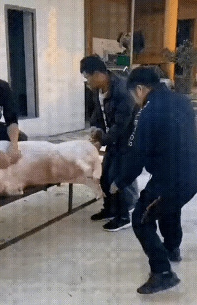 男子踢猪致截瘫，杀年猪事件引赔款52万警示！