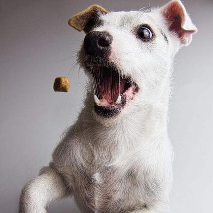 哈姆雷特季玩法攻略：深度解析温和生存技巧与策略