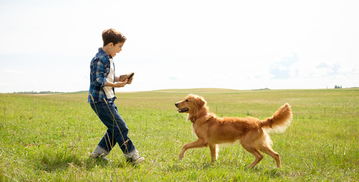 50分钟狂奔见证忠诚，小狗跑步机陪伴新高度