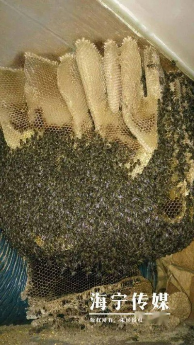 江苏巨蜂窝屋主奇招：蜂群共度寒冬，守护家园温暖