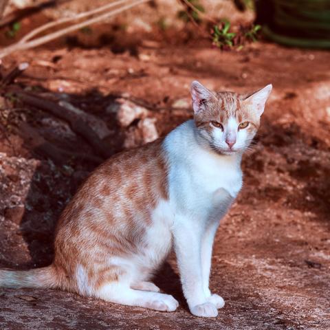 梦境岛玩法攻略：揭秘梦幻之旅的独到前往秘籍