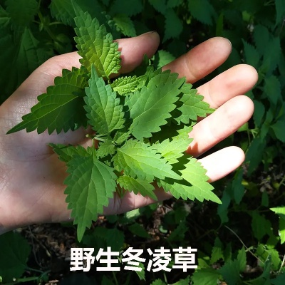 冬凌草松珀香速刷攻略，高效秘籍一网打尽