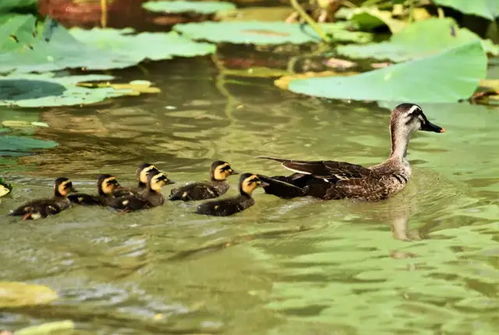 食鸟鸭绝技解析：高效捕食新体验