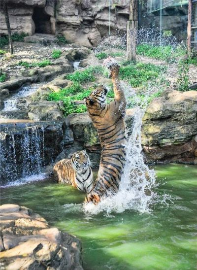 青岛虎界“刘亦菲”爆红，外地游客慕名打卡，体验独特魅力