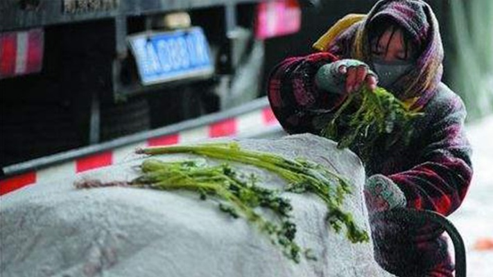 零下34℃极致寒冷揭秘：毛巾站立香菜易碎见证