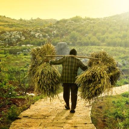 呆呆回应“刨猪宴”事件，粉丝激增200万，意外引发网络热议