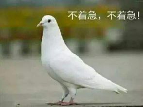 轻松获取无广告版！《疯狂鸽子》下载安装攻略大揭秘