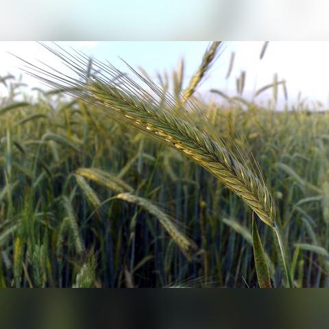 CS主播被骗钱心寒，粉丝转账后竟被拉黑！揭秘网络信任危机