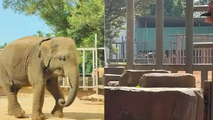 网友热议：饲养员长期虐待小象，动物园道歉却遭质疑，真相令人震惊！