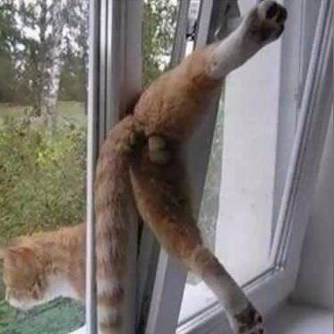 双腿纯真姐姐安全感爆棚囧图揭秘，趣味新体验来袭