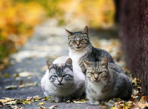 流浪猫逃生记：烤鱼店老板巧施援手，花盆天降惊险避难