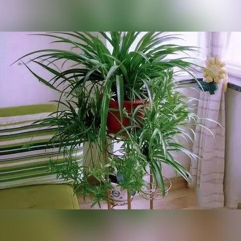 植物大战僵尸3还能这么玩？高阶玩家私藏的5个隐藏机制+通关秘籍大公开！