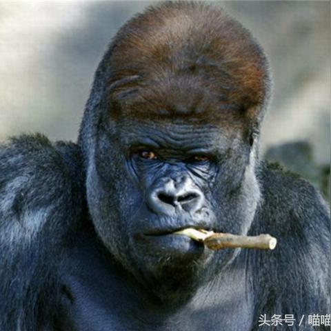 悉尼妹反差萌：拒绝男性青睐，约会滑板车成新潮流