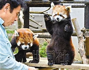 长城奇遇记：外国游客为猫而来，长城撸猫成潮流