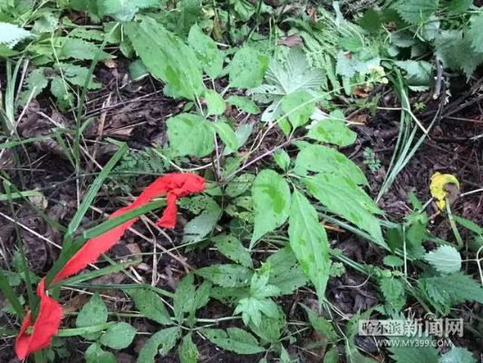 琼叶参高效采集攻略，掌握新技巧轻松获取！