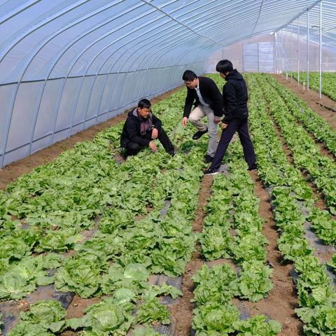 农场解锁攻略：揭秘《泡泡镇餐厅物语》菜园新玩法