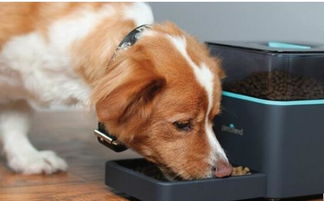 中国养宠潮席卷，1.26亿猫狗驱动，三大宠物家电热销狂飙