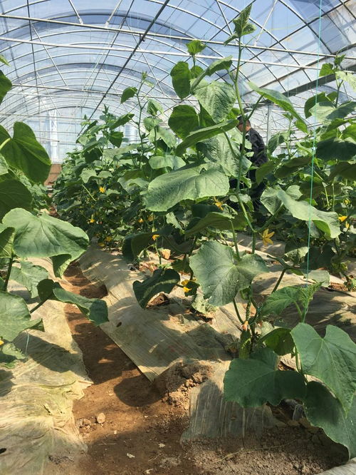 40分钟采满252株？提纳里/白术突破的劫波莲隐秘速刷全攻略